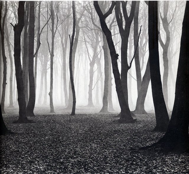 Beech Forest in Autumn(1936).jpg