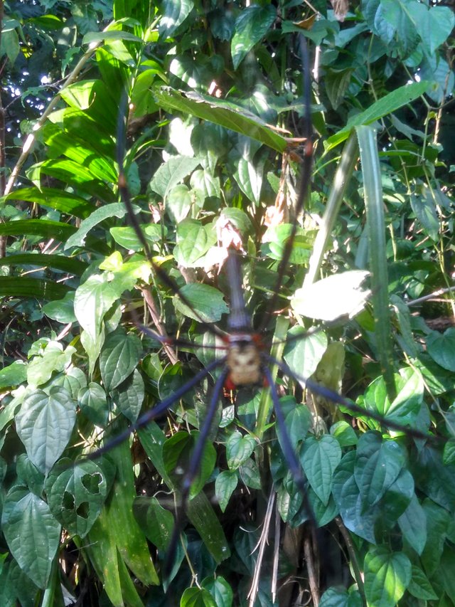 4000+ Gambar Daun Sirih Hutan HD Paling Baru 4000+ Gambar Daun Sirih Hutan HD Paling Baru