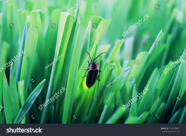 stock-photo-firefly-on-grass-at-dusk-747418891.jpg