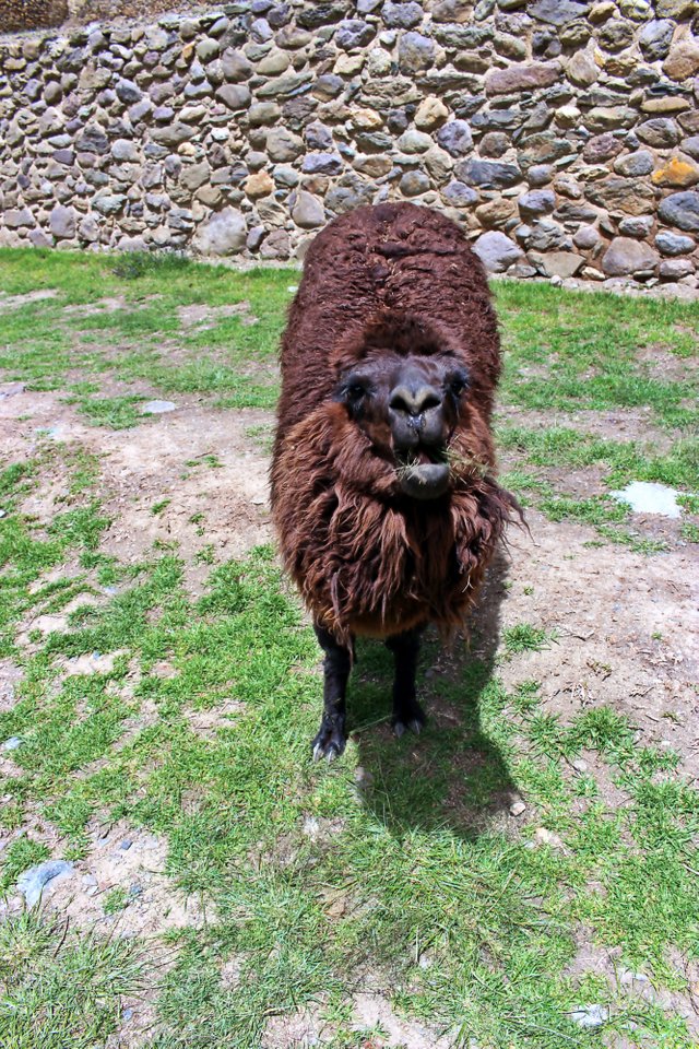 Alpaca.jpg