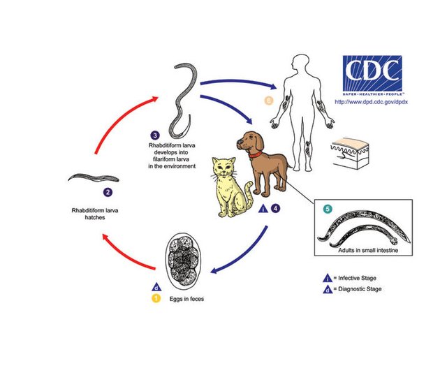 Cutaneous_larvae_migrans.jpg