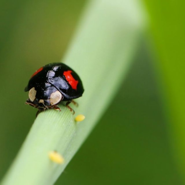black ladybugs.jpg