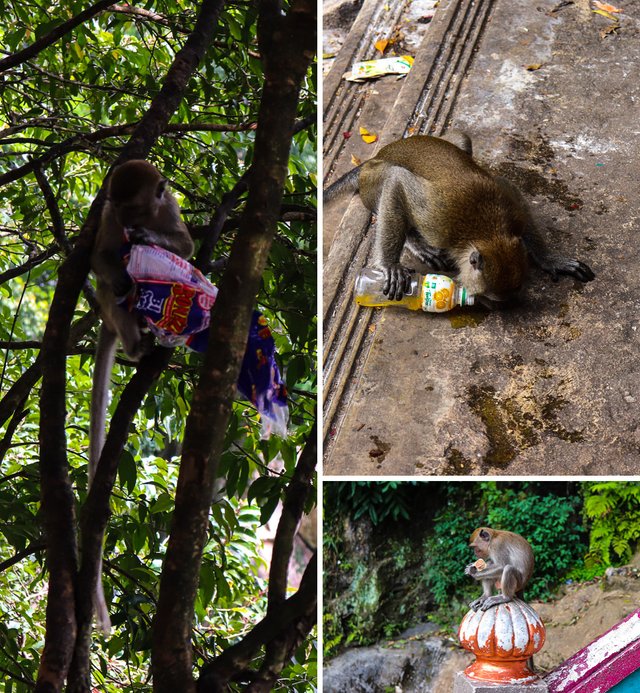 Monkeys Trash.jpg