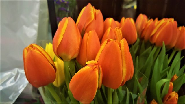 Orange_tulip.jpg