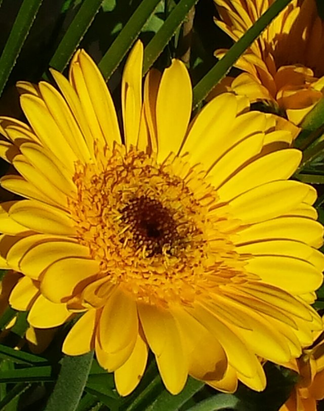 yellowgerbera.jpg