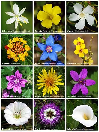 330px-Flower_poster_2.jpg