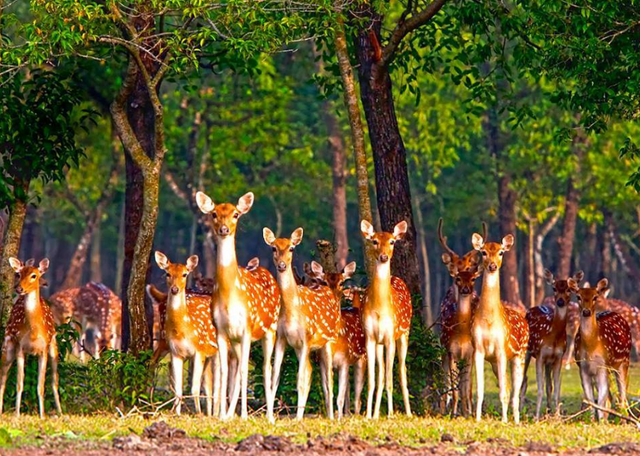 sundarbon forest.png