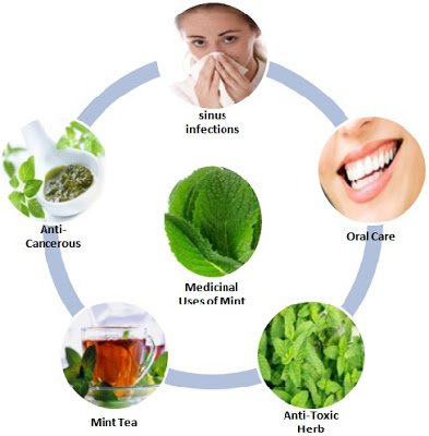 Medicinal Uses of Mint(2).jpg