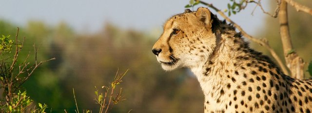 How to avoid cheetah.jpg