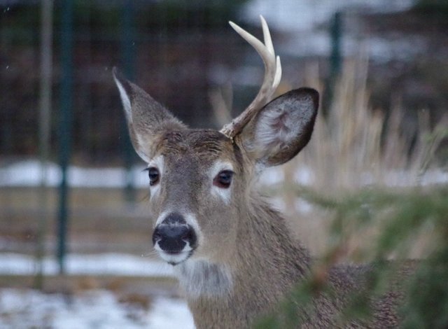 animals nature photography deer.jpg