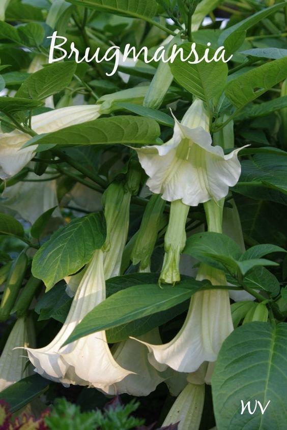 brugmansia-flower-garden-photos.jpg