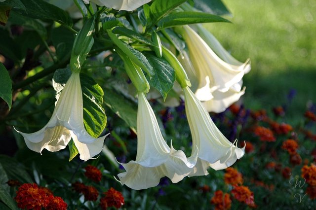 gardening photography brugmansia naturesbeauty 1 .jpg