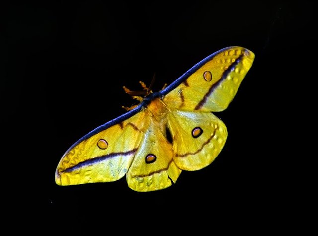 moth-large-insect-yellow-51354.jpeg