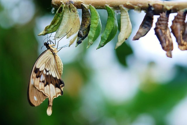 brown-white-butterfly-butterflies-colorful-63643.jpeg