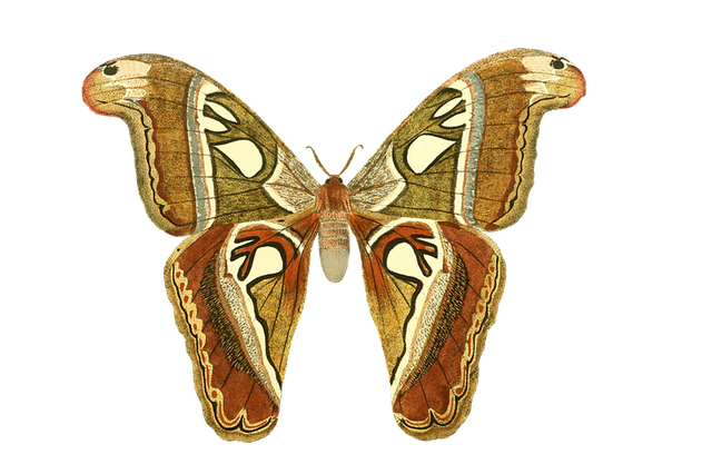 butterfly-1525811__480.png