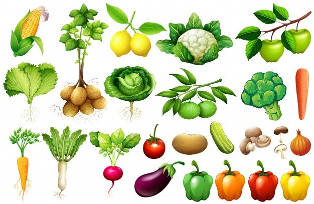 various-kind-of-vegetables-illustration_1308-2645.jpg