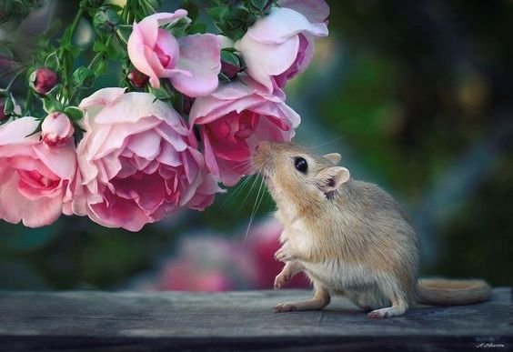 mouse rose.jpeg