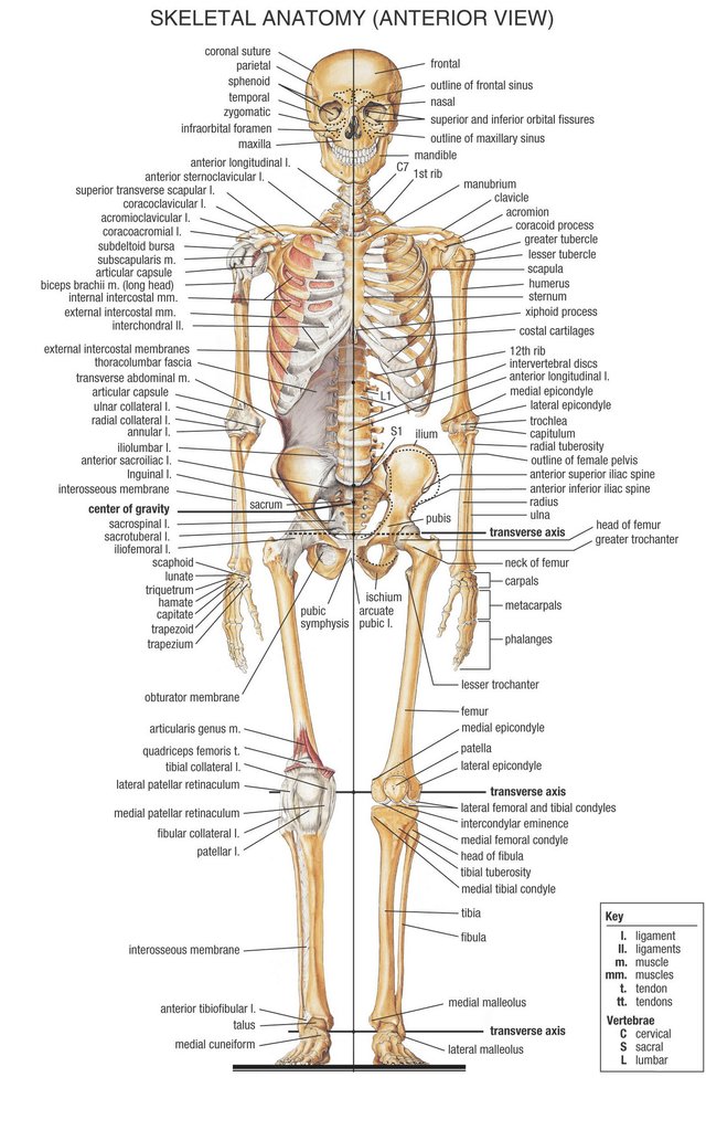 Human-anatomy-pdf.jpg