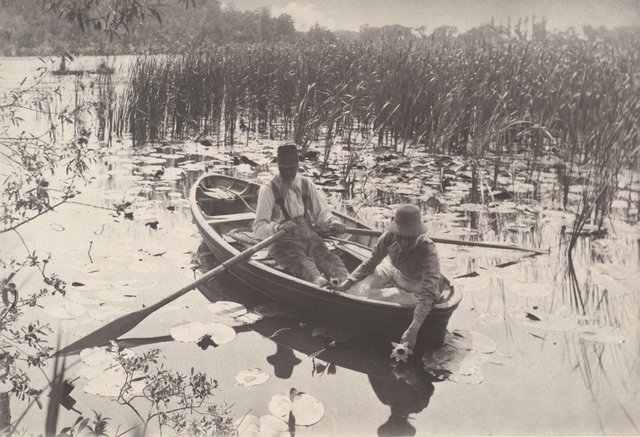 Gathering water lilies(수련화 채집).jpg