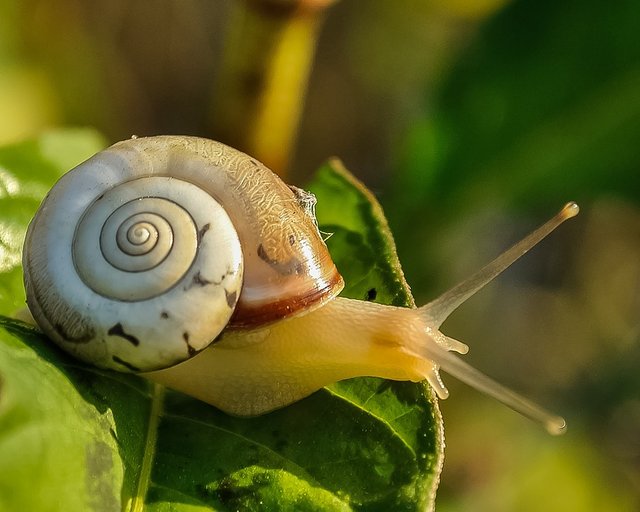 Snail-Shell-Animal-Wildlife-Slow-Snail-Nature-405384.jpg