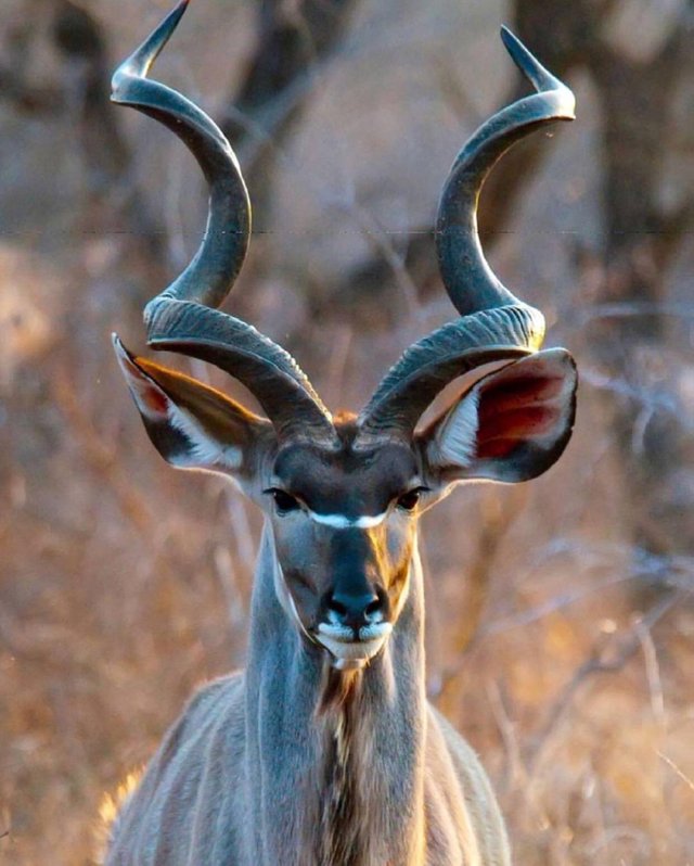 kudu.jpg