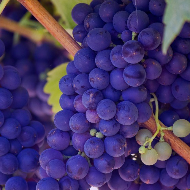 public-domain-photo-purple-grapes-640x640.jpg