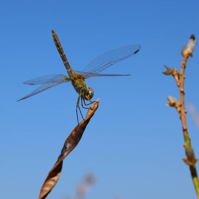 dragonfly with blue sky.jpg
