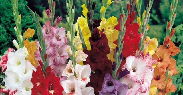 gladiolus-in-1-20171219164932.jpg