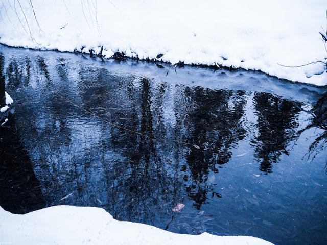 tree reflection 2.jpg