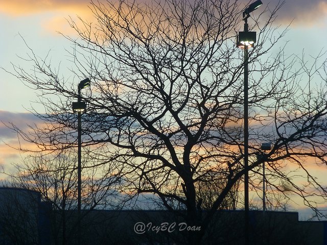 tree and street lights.JPG