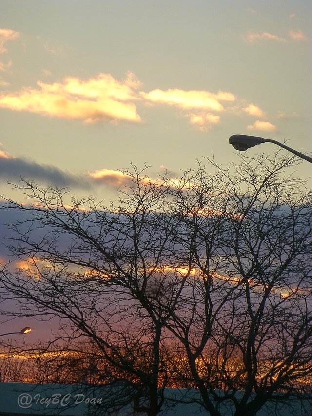 tree and street lights 1.JPG