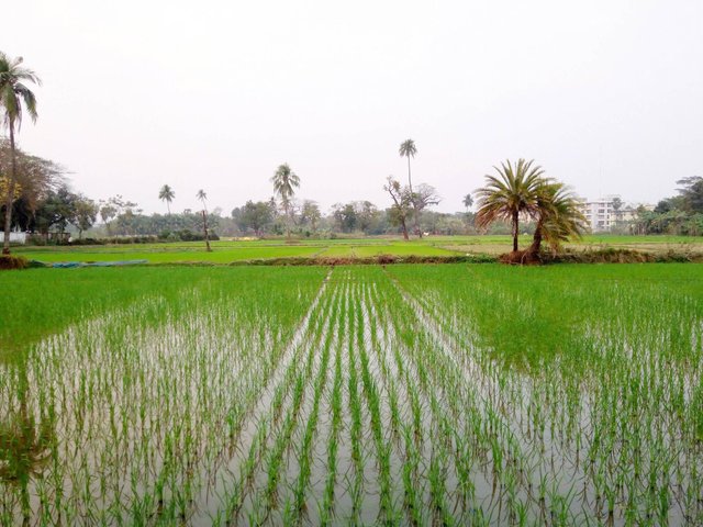 rice plant.jpg