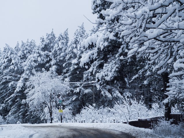 winter trees 2.jpg