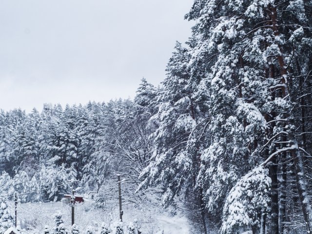 winter trees 4.jpg