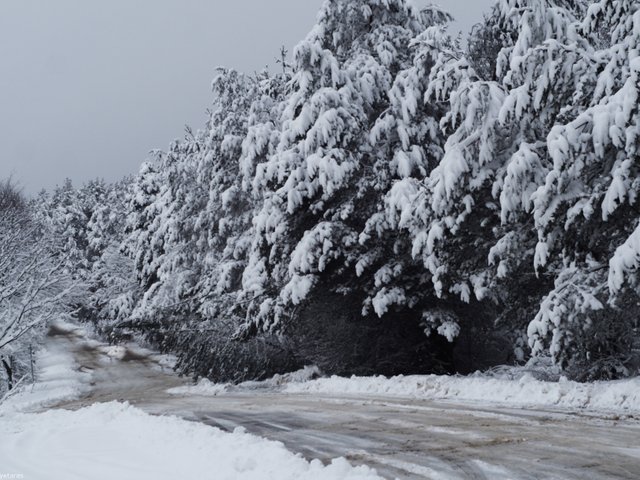 winter trees 5.jpg