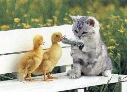 kucing dan anak bebek.jpg