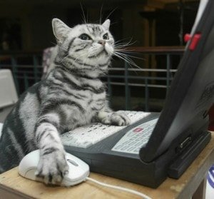 cat-on-computer-300x279.jpg