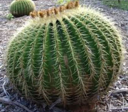 Echinocactus grusonii.png