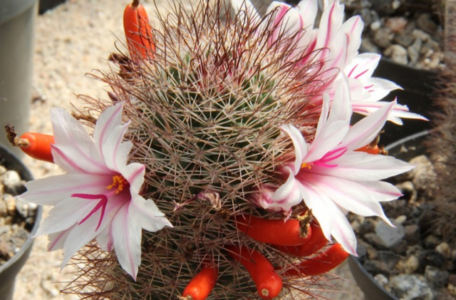 Mammillaria fraileana.png