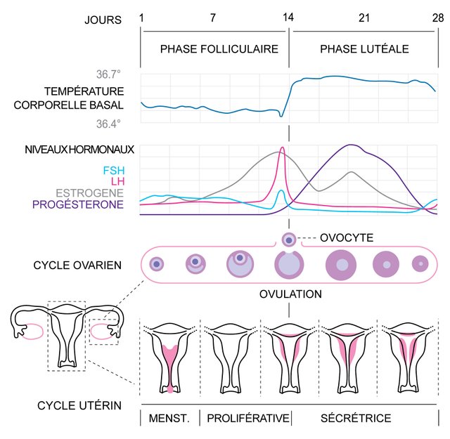 Cycle_menstruel.jpg