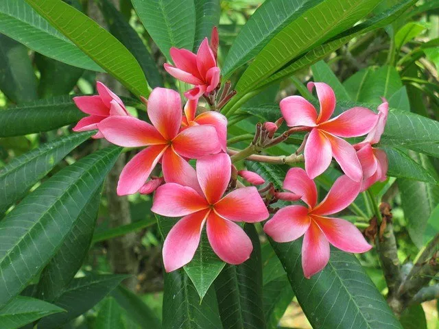 plumeria rubra acutifolia