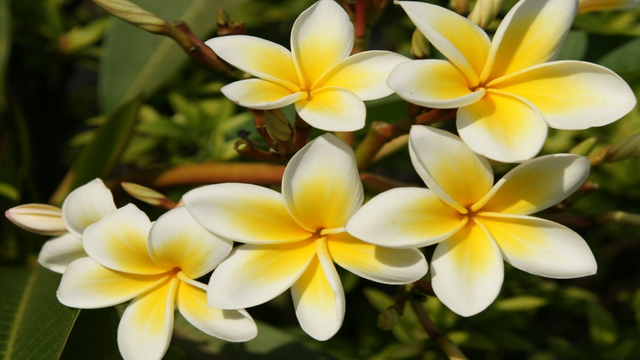 plumeria rubra acutifolia