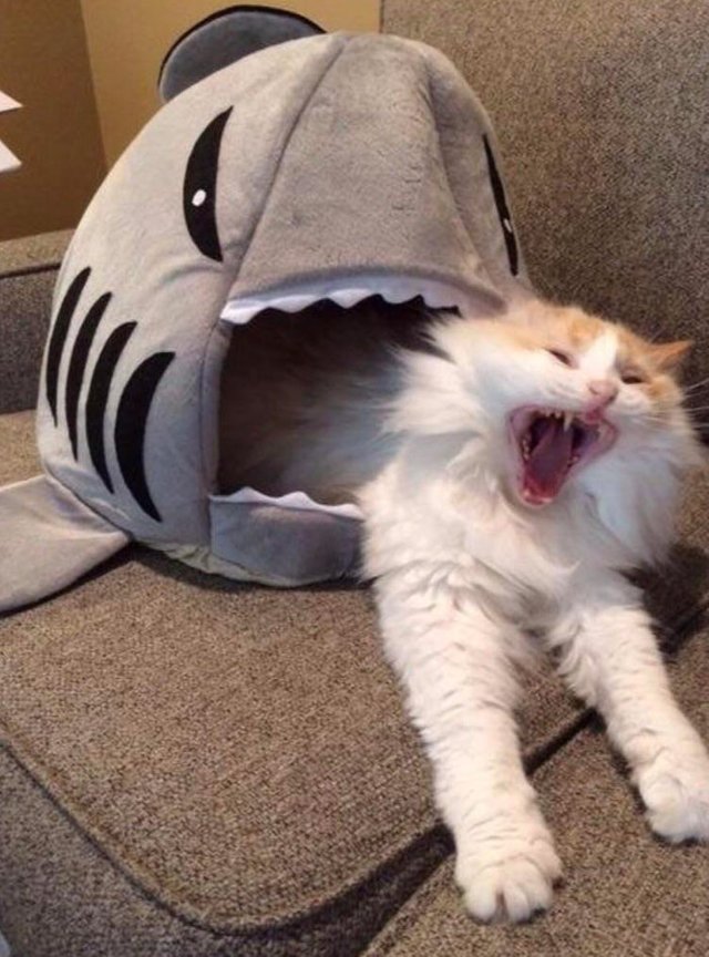 shark-cat-bed.jpg