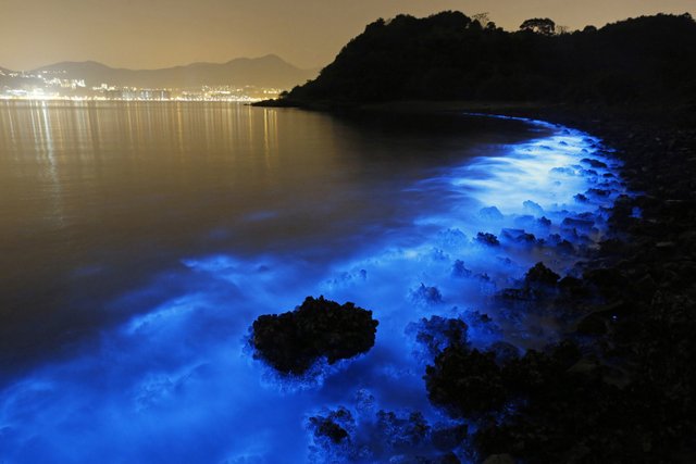 bioluminescence2.jpg
