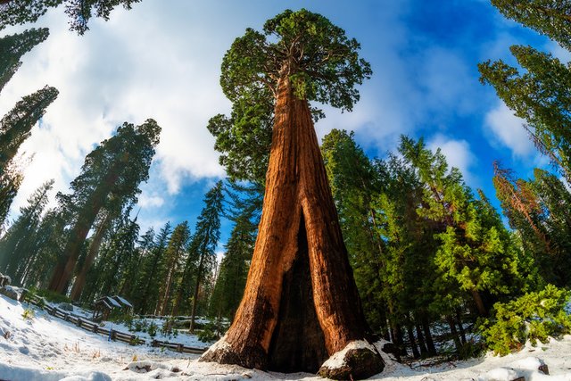 sentinel-tree-giant-forest-museum-snow-sequoia-national-park-L.jpg