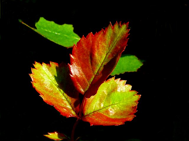 P1020658-Rose Leaves.JPG