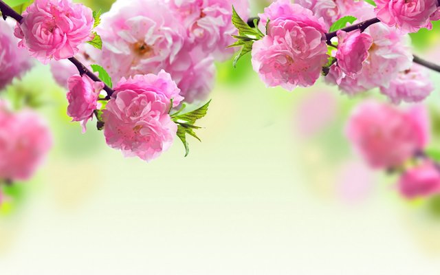 spring-flowers-background333.jpg