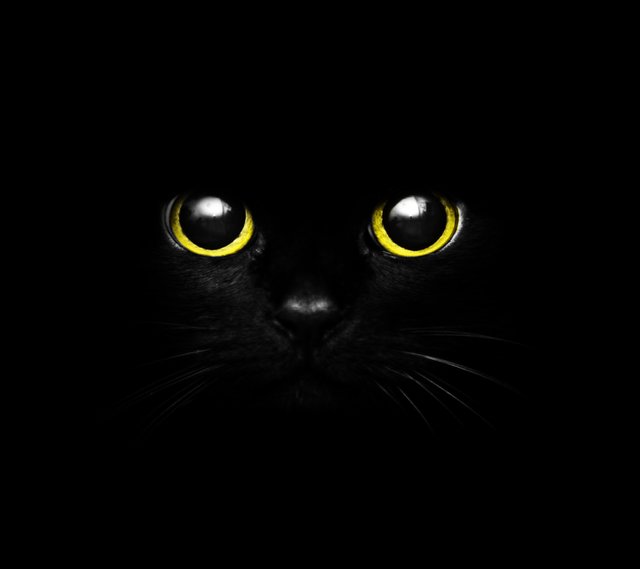 cute_black_cat_eye.jpg
