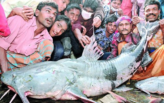 baghair CATFISH GOONCH (Bagarius bagarius india bangladesh biggest fish in the world record big huge fishes massive caught records largest IGFA monster fishing ocean sea giant images lb pound caught.jpg