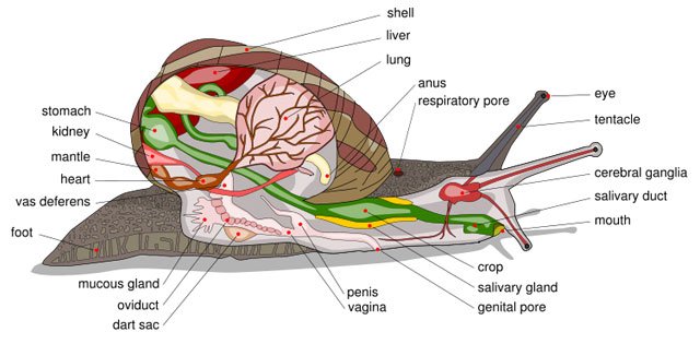 snail_diagram_cc_ai21.jpg